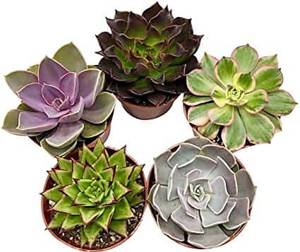 Mini succulents "Per Piece" - www.FOP.ae Buy online Best and Healthy Plants and quality products guarantee in Dubai Plants Shop in Dubai Abu Dhabi all over UAE Plants near me Fresh Plants in Dubai where to buy plants in UAE - FOP.ae