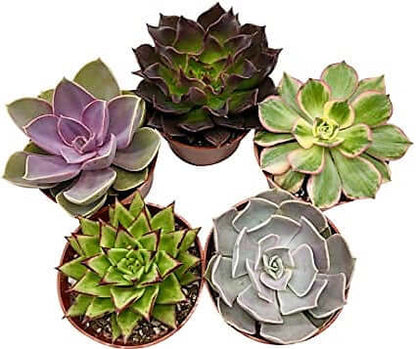 Mini succulents "Per Piece" - www.FOP.ae Buy online Best and Healthy Plants and quality products guarantee in Dubai Plants Shop in Dubai Abu Dhabi all over UAE Plants near me Fresh Plants in Dubai where to buy plants in UAE - FOP.ae