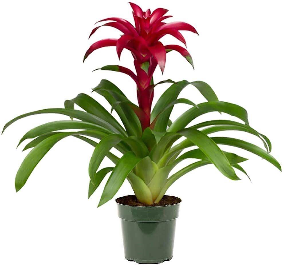 Guzmania Red Yellow Orange Plants, Scarlet Star - www.FOP.ae Buy online Best and Healthy Plants and quality products guarantee in Dubai Plants Shop in Dubai Abu Dhabi all over UAE Plants near me Fresh Plants in Dubai where to buy plants in UAE - FOP.ae