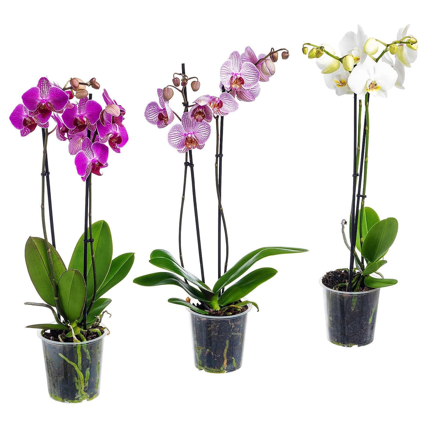 Moth Orchids, Phalaenopsis orchids - www.FOP.ae Buy online Best and Healthy Plants and quality products guarantee in Dubai Plants Shop in Dubai Abu Dhabi all over UAE Plants near me Fresh Plants in Dubai where to buy plants in UAE - FOP.ae