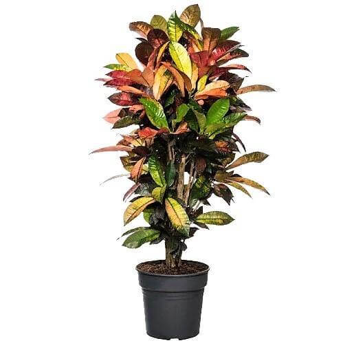 Codiaeum Iceton, Codiaeum Variegatum, Croton - www.FOP.ae Buy online Best and Healthy Plants and quality products guarantee in Dubai Plants Shop in Dubai Abu Dhabi all over UAE Plants near me Fresh Plants in Dubai where to buy plants in UAE - FOP.ae