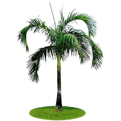 Carpentaria Palm, Carpentaria Acuminata - www.FOP.ae Buy online Best and Healthy Plants and quality products guarantee in Dubai Plants Shop in Dubai Abu Dhabi all over UAE Plants near me Fresh Plants in Dubai where to buy plants in UAE - FOP.ae