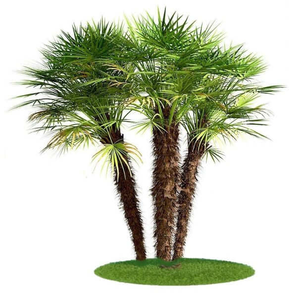 European Fan Palm, Chamaerops Humilis - www.FOP.ae Buy online Best and Healthy Plants and quality products guarantee in Dubai Plants Shop in Dubai Abu Dhabi all over UAE Plants near me Fresh Plants in Dubai where to buy plants in UAE - FOP.ae