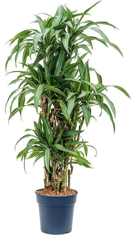 Dracaena Fragrans, Deremensis, Ulises, Ulysses - www.FOP.ae Buy online Best and Healthy Plants and quality products guarantee in Dubai Plants Shop in Dubai Abu Dhabi all over UAE Plants near me Fresh Plants in Dubai where to buy plants in UAE - FOP.ae