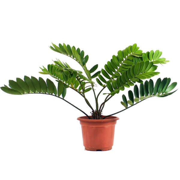 Cardboard Palm, Zamia Furfuracea - www.FOP.ae Buy online Best and Healthy Plants and quality products guarantee in Dubai Plants Shop in Dubai Abu Dhabi all over UAE Plants near me Fresh Plants in Dubai where to buy plants in UAE - FOP.ae