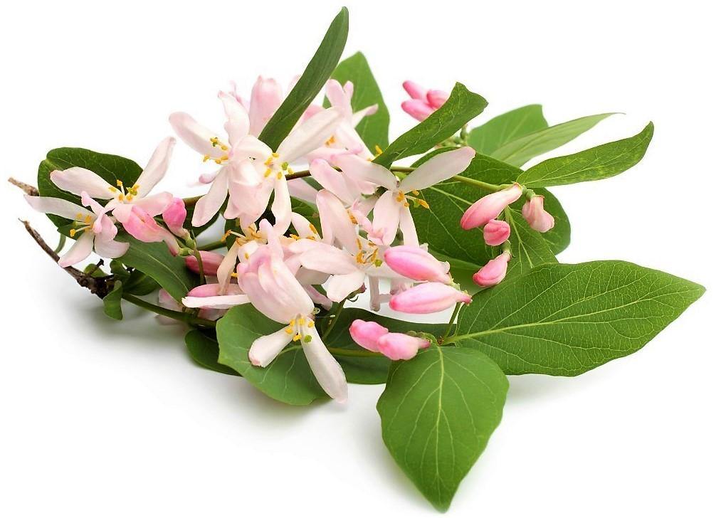 Rangoon Creeper , Quisqualis Indica, Red Jasmine - www.FOP.ae Buy online Best and Healthy Plants and quality products guarantee in Dubai Plants Shop in Dubai Abu Dhabi all over UAE Plants near me Fresh Plants in Dubai where to buy plants in UAE - FOP.ae