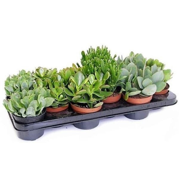 Crassula Mix - www.FOP.ae Buy online Best and Healthy Plants and quality products guarantee in Dubai Plants Shop in Dubai Abu Dhabi all over UAE Plants near me Fresh Plants in Dubai where to buy plants in UAE - FOP.ae