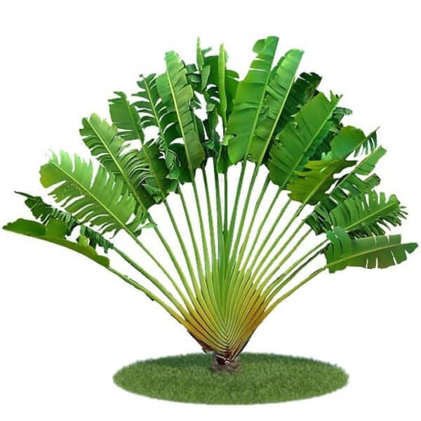 Ravenala Madagascariensis, Traveller’s Palm - www.FOP.ae Buy online Best and Healthy Plants and quality products guarantee in Dubai Plants Shop in Dubai Abu Dhabi all over UAE Plants near me Fresh Plants in Dubai where to buy plants in UAE - FOP.ae