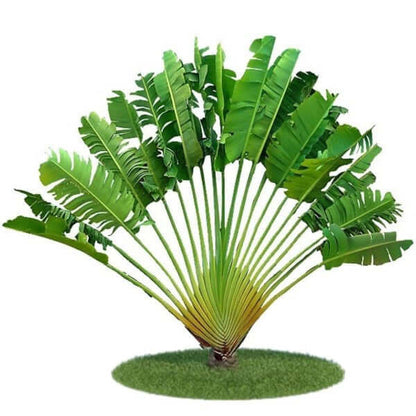 Ravenala Madagascariensis, Traveller’s Palm - www.FOP.ae Buy online Best and Healthy Plants and quality products guarantee in Dubai Plants Shop in Dubai Abu Dhabi all over UAE Plants near me Fresh Plants in Dubai where to buy plants in UAE - FOP.ae