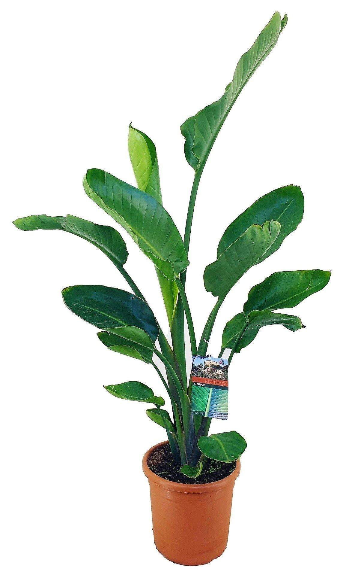 Bird of Paradise, Strelitzia Nicolai - www.FOP.ae Buy online Best and Healthy Plants and quality products guarantee in Dubai Plants Shop in Dubai Abu Dhabi all over UAE Plants near me Fresh Plants in Dubai where to buy plants in UAE - FOP.ae
