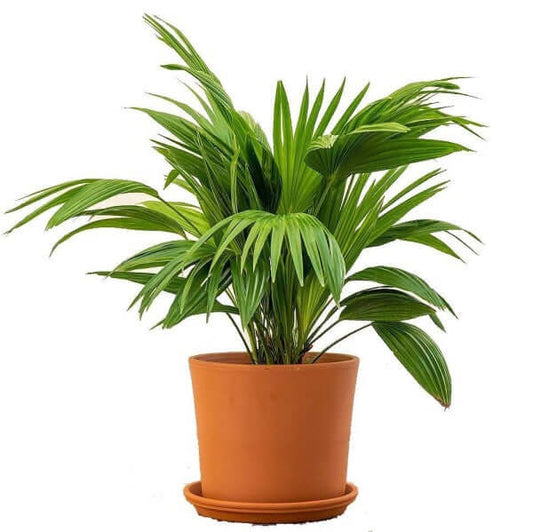 Chinese Fan Palm, Livistona Chinensis, Fountain Palm - www.FOP.ae Buy online Best and Healthy Plants and quality products guarantee in Dubai Plants Shop in Dubai Abu Dhabi all over UAE Plants near me Fresh Plants in Dubai where to buy plants in UAE - FOP.ae