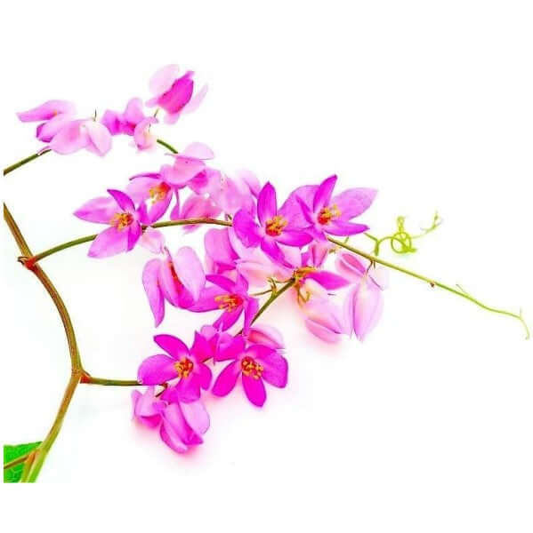 Antigonon Leptopus, Coral vine, Mexican Creeper - www.FOP.ae Buy online Best and Healthy Plants and quality products guarantee in Dubai Plants Shop in Dubai Abu Dhabi all over UAE Plants near me Fresh Plants in Dubai where to buy plants in UAE - FOP.ae
