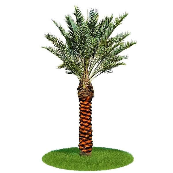 Date Palm, Phoenix Dactylifera - www.FOP.ae Buy online Best and Healthy Plants and quality products guarantee in Dubai Plants Shop in Dubai Abu Dhabi all over UAE Plants near me Fresh Plants in Dubai where to buy plants in UAE - FOP.ae