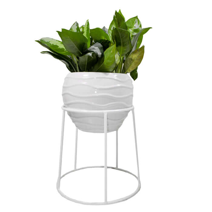 Stand SP C - www.FOP.ae Buy online Best and Healthy Plants and quality products guarantee in Dubai Plants Shop in Dubai Abu Dhabi all over UAE Plants near me Fresh Plants in Dubai where to buy plants in UAE - FOP.ae