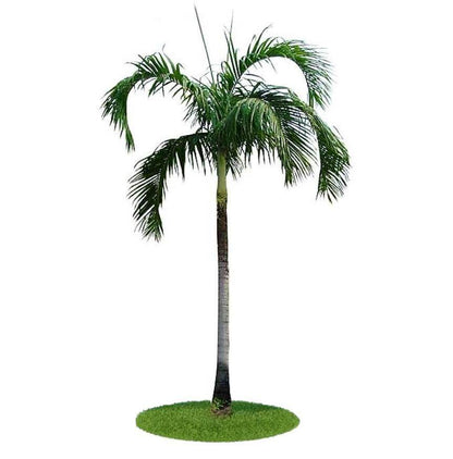 Carpentaria Palm, Carpentaria Acuminata - www.FOP.ae Buy online Best and Healthy Plants and quality products guarantee in Dubai Plants Shop in Dubai Abu Dhabi all over UAE Plants near me Fresh Plants in Dubai where to buy plants in UAE - FOP.ae