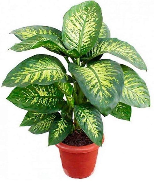 Dieffenbachia, Compacta, Dumb Cane, Leopard Lilly - www.FOP.ae Buy online Best and Healthy Plants and quality products guarantee in Dubai Plants Shop in Dubai Abu Dhabi all over UAE Plants near me Fresh Plants in Dubai where to buy plants in UAE - FOP.ae