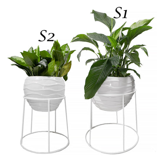 Stand SP C - www.FOP.ae Buy online Best and Healthy Plants and quality products guarantee in Dubai Plants Shop in Dubai Abu Dhabi all over UAE Plants near me Fresh Plants in Dubai where to buy plants in UAE - FOP.ae