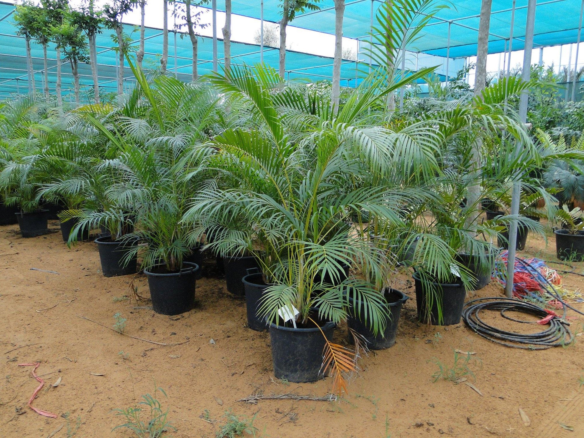 Areca Palm , Chrysalidocarpus lutescens (Outdoor) - www.FOP.ae Buy online Best and Healthy Plants and quality products guarantee in Dubai Plants Shop in Dubai Abu Dhabi all over UAE Plants near me Fresh Plants in Dubai where to buy plants in UAE - FOP.ae