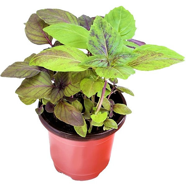 Red Sweet Basil, Sweet Genovese - www.FOP.ae Buy online Best and Healthy Plants and quality products guarantee in Dubai Plants Shop in Dubai Abu Dhabi all over UAE Plants near me Fresh Plants in Dubai where to buy plants in UAE - FOP.ae