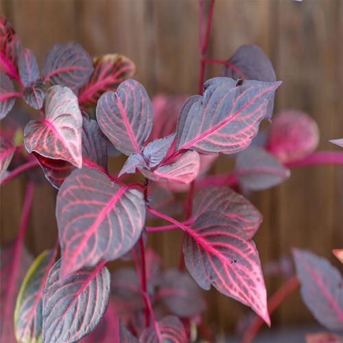 Iresine Iindenii, Bloodleaf Iresine lindenii (small) - www.FOP.ae Buy online Best and Healthy Plants and quality products guarantee in Dubai Plants Shop in Dubai Abu Dhabi all over UAE Plants near me Fresh Plants in Dubai where to buy plants in UAE - FOP.ae