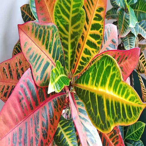 Codiaeum Variegatum Croton, Garden croton - www.FOP.ae Buy online Best and Healthy Plants and quality products guarantee in Dubai Plants Shop in Dubai Abu Dhabi all over UAE Plants near me Fresh Plants in Dubai where to buy plants in UAE - FOP.ae