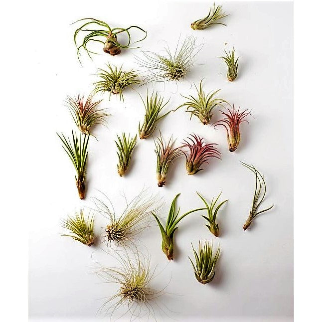Air Plants Assorted Mix - www.FOP.ae Buy online Best and Healthy Plants and quality products guarantee in Dubai Plants Shop in Dubai Abu Dhabi all over UAE Plants near me Fresh Plants in Dubai where to buy plants in UAE - FOP.ae