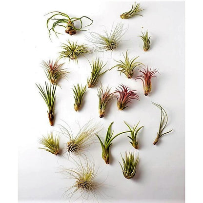 Air Plants Assorted Mix - www.FOP.ae Buy online Best and Healthy Plants and quality products guarantee in Dubai Plants Shop in Dubai Abu Dhabi all over UAE Plants near me Fresh Plants in Dubai where to buy plants in UAE - FOP.ae