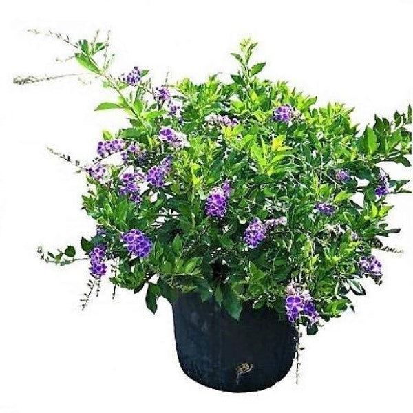 Duranta Repens, Golden Dew Drop, Sky Flower, Pigeon Berry - www.FOP.ae Buy online Best and Healthy Plants and quality products guarantee in Dubai Plants Shop in Dubai Abu Dhabi all over UAE Plants near me Fresh Plants in Dubai where to buy plants in UAE - FOP.ae