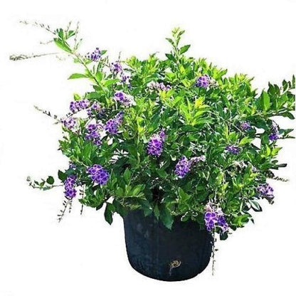 Duranta Repens, Golden Dew Drop, Sky Flower, Pigeon Berry - www.FOP.ae Buy online Best and Healthy Plants and quality products guarantee in Dubai Plants Shop in Dubai Abu Dhabi all over UAE Plants near me Fresh Plants in Dubai where to buy plants in UAE - FOP.ae