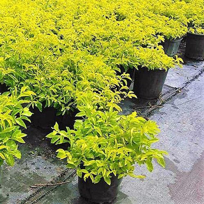 Duranta Repens, Golden Dew Drop, Sky Flower, Pigeon Berry - www.FOP.ae Buy online Best and Healthy Plants and quality products guarantee in Dubai Plants Shop in Dubai Abu Dhabi all over UAE Plants near me Fresh Plants in Dubai where to buy plants in UAE - FOP.ae