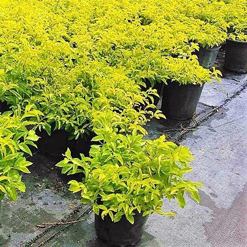 Duranta Repens, Golden Dew Drop, Sky Flower, Pigeon Berry - www.FOP.ae Buy online Best and Healthy Plants and quality products guarantee in Dubai Plants Shop in Dubai Abu Dhabi all over UAE Plants near me Fresh Plants in Dubai where to buy plants in UAE - FOP.ae
