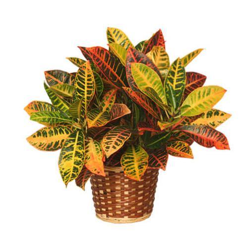Codiaeum Variegatum Croton, Garden croton - www.FOP.ae Buy online Best and Healthy Plants and quality products guarantee in Dubai Plants Shop in Dubai Abu Dhabi all over UAE Plants near me Fresh Plants in Dubai where to buy plants in UAE - FOP.ae