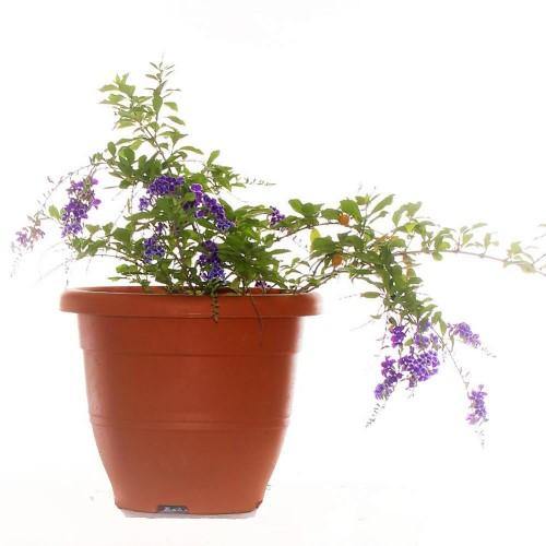 Duranta Repens, Golden Dew Drop, Sky Flower, Pigeon Berry - www.FOP.ae Buy online Best and Healthy Plants and quality products guarantee in Dubai Plants Shop in Dubai Abu Dhabi all over UAE Plants near me Fresh Plants in Dubai where to buy plants in UAE - FOP.ae