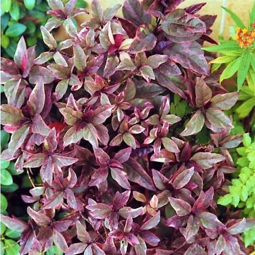 Eranthemum Atropurpureum, Purple False Eranthemum - www.FOP.ae Buy online Best and Healthy Plants and quality products guarantee in Dubai Plants Shop in Dubai Abu Dhabi all over UAE Plants near me Fresh Plants in Dubai where to buy plants in UAE - FOP.ae