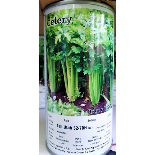 Utah 52, 70 Celery Seeds Tin - www.FOP.ae Buy online Best and Healthy Plants and quality products guarantee in Dubai Plants Shop in Dubai Abu Dhabi all over UAE Plants near me Fresh Plants in Dubai where to buy plants in UAE - FOP.ae