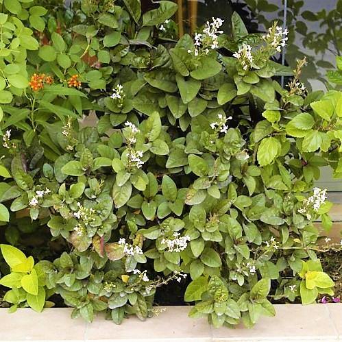 Eranthemum Atropurpureum, Purple False Eranthemum - www.FOP.ae Buy online Best and Healthy Plants and quality products guarantee in Dubai Plants Shop in Dubai Abu Dhabi all over UAE Plants near me Fresh Plants in Dubai where to buy plants in UAE - FOP.ae