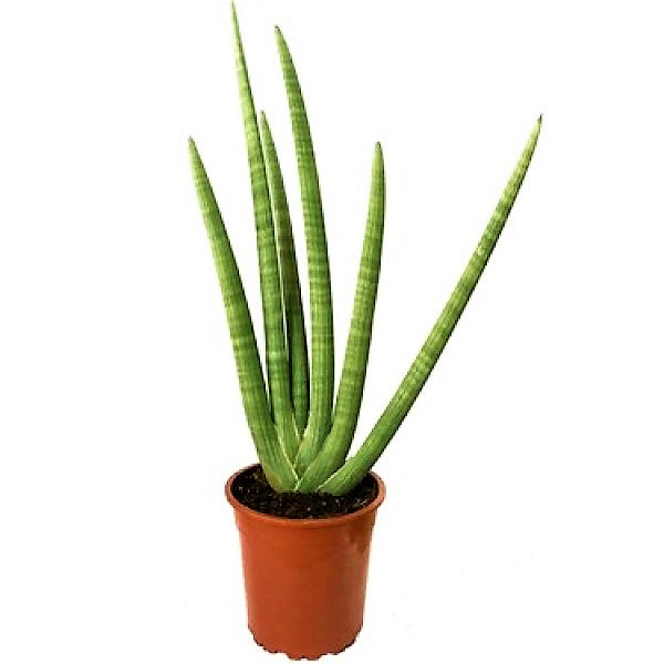 Sansevieria Cylindrica Skyline, Sansevieria Desertii - www.FOP.ae Buy online Best and Healthy Plants and quality products guarantee in Dubai Plants Shop in Dubai Abu Dhabi all over UAE Plants near me Fresh Plants in Dubai where to buy plants in UAE - FOP.ae