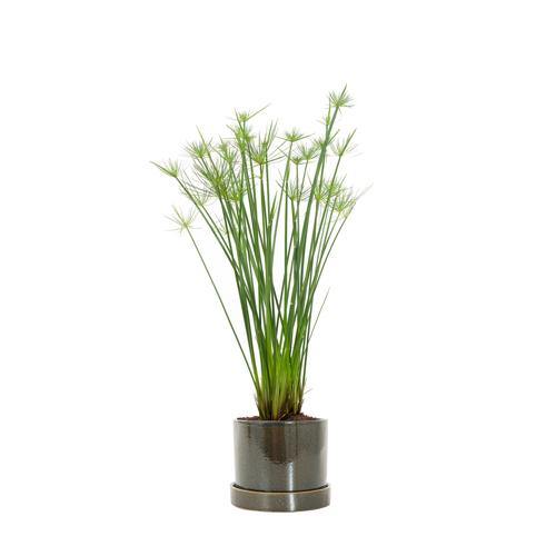 Cyperus Haspan, Dwarf Cyperus - www.FOP.ae Buy online Best and Healthy Plants and quality products guarantee in Dubai Plants Shop in Dubai Abu Dhabi all over UAE Plants near me Fresh Plants in Dubai where to buy plants in UAE - FOP.ae