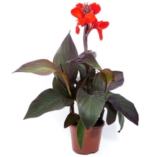 Canna Indica, Purpurea - www.FOP.ae Buy online Best and Healthy Plants and quality products guarantee in Dubai Plants Shop in Dubai Abu Dhabi all over UAE Plants near me Fresh Plants in Dubai where to buy plants in UAE - FOP.ae