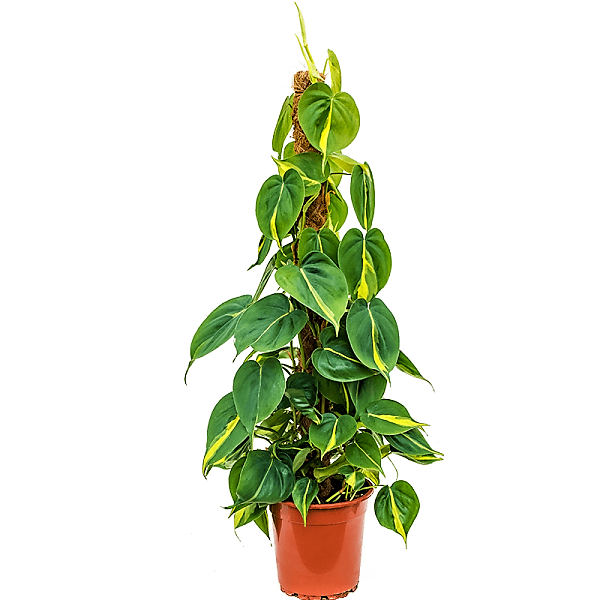 Scindapsus Brasil - www.FOP.ae Buy online Best and Healthy Plants and quality products guarantee in Dubai Plants Shop in Dubai Abu Dhabi all over UAE Plants near me Fresh Plants in Dubai where to buy plants in UAE - FOP.ae