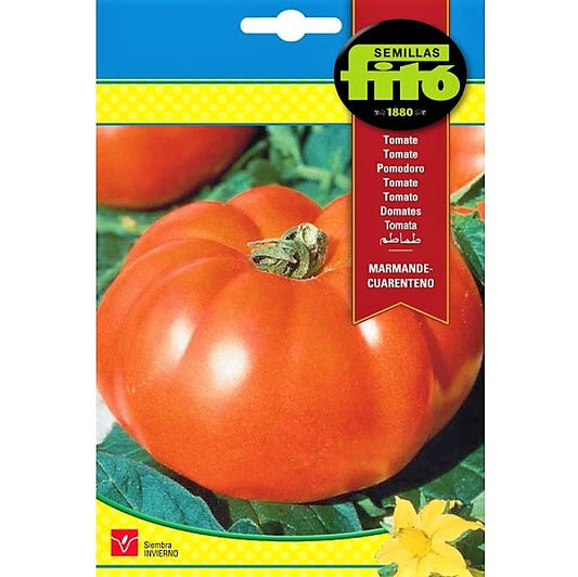 Tomato Marmande Cuarenteno Seeds - www.FOP.ae Buy online Best and Healthy Plants and quality products guarantee in Dubai Plants Shop in Dubai Abu Dhabi all over UAE Plants near me Fresh Plants in Dubai where to buy plants in UAE - FOP.ae