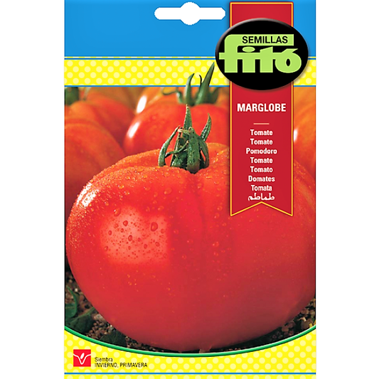 Tomato Marglobe Seeds - www.FOP.ae Buy online Best and Healthy Plants and quality products guarantee in Dubai Plants Shop in Dubai Abu Dhabi all over UAE Plants near me Fresh Plants in Dubai where to buy plants in UAE - FOP.ae