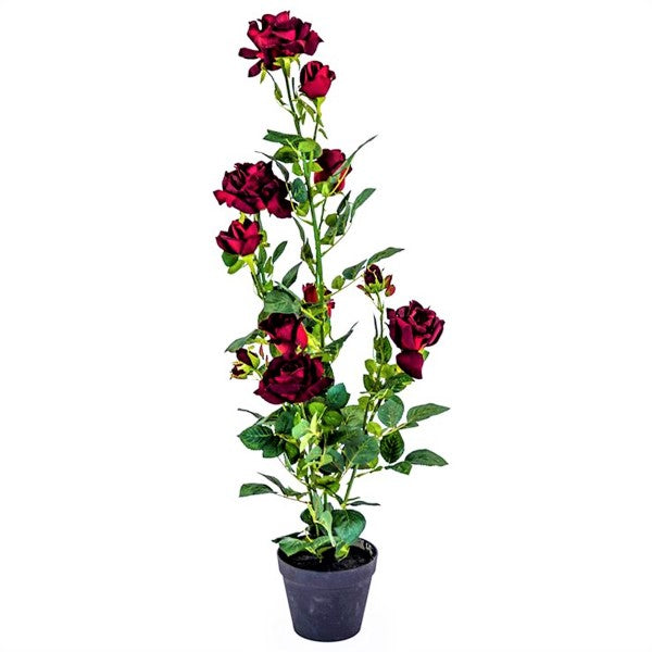 Rose Plant Outdoor - www.FOP.ae Buy online Best and Healthy Plants and quality products guarantee in Dubai Plants Shop in Dubai Abu Dhabi all over UAE Plants near me Fresh Plants in Dubai where to buy plants in UAE - FOP.ae