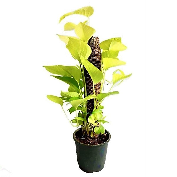 Scindapsus Golden, Golden Money Plant - www.FOP.ae Buy online Best and Healthy Plants and quality products guarantee in Dubai Plants Shop in Dubai Abu Dhabi all over UAE Plants near me Fresh Plants in Dubai where to buy plants in UAE - FOP.ae