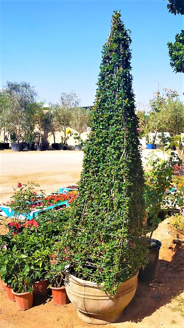 Ehretia Big (Different Shapes) - www.FOP.ae Buy online Best and Healthy Plants and quality products guarantee in Dubai Plants Shop in Dubai Abu Dhabi all over UAE Plants near me Fresh Plants in Dubai where to buy plants in UAE - FOP.ae