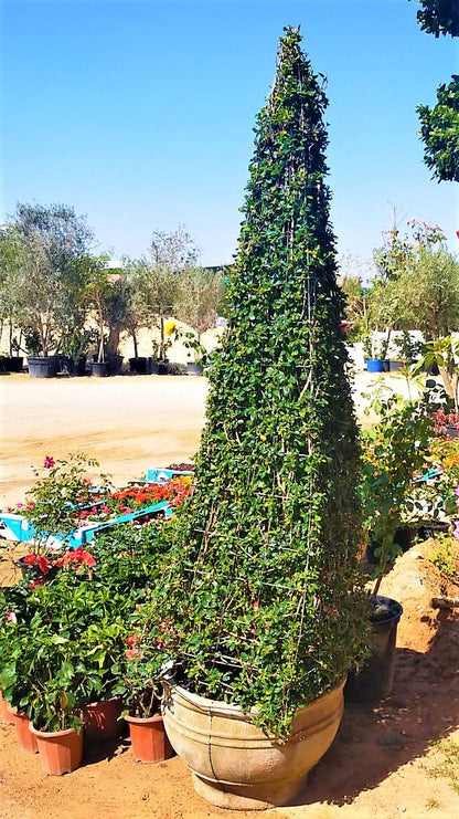 Ehretia Big (Different Shapes) - www.FOP.ae Buy online Best and Healthy Plants and quality products guarantee in Dubai Plants Shop in Dubai Abu Dhabi all over UAE Plants near me Fresh Plants in Dubai where to buy plants in UAE - FOP.ae