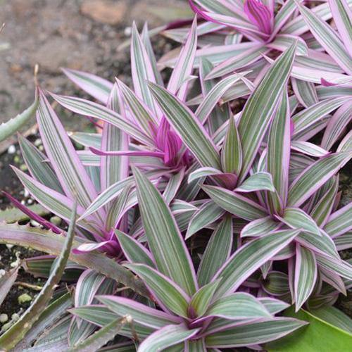 Rhoeo Discolor, Moses In The Cradle (small) - www.FOP.ae Buy online Best and Healthy Plants and quality products guarantee in Dubai Plants Shop in Dubai Abu Dhabi all over UAE Plants near me Fresh Plants in Dubai where to buy plants in UAE - FOP.ae