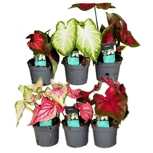 Caladiums or Angel Wings Small - www.FOP.ae Buy online Best and Healthy Plants and quality products guarantee in Dubai Plants Shop in Dubai Abu Dhabi all over UAE Plants near me Fresh Plants in Dubai where to buy plants in UAE - FOP.ae