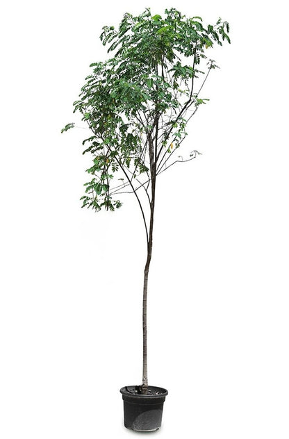 Cassia Surattensis, Scrambled Egg Plant, Sunshine Tree