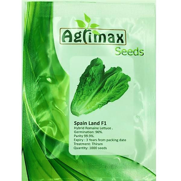 Lettuce Spain Land F1 Premium Quality Seeds - www.FOP.ae Buy online Best and Healthy Plants and quality products guarantee in Dubai Plants Shop in Dubai Abu Dhabi all over UAE Plants near me Fresh Plants in Dubai where to buy plants in UAE - FOP.ae